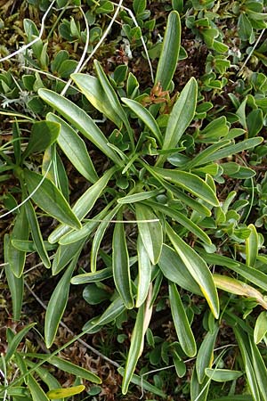 Gentiana frigida \ Tauern-Enzian, Steirischer Enzian, A Wölzer Tauern, Hoher Zinken 24.7.2021