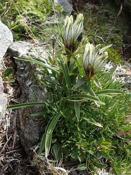 Gentiana frigida \ Tauern-Enzian, Steirischer Enzian / Styrian Gentian, A Wölzer Tauern, Hoher Zinken 24.7.2021