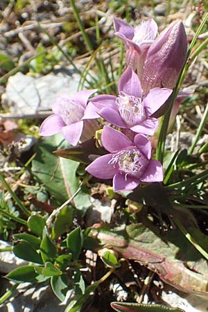 Gentianella austriaca \ sterreichischer Kranzenzian, A Kärnten, Petzen 8.8.2016