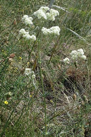 Galium glaucum \ Blaugrnes Labkraut / Glaucous Bedstraw, Waxy Bedstraw, A Hainburg 14.5.2022