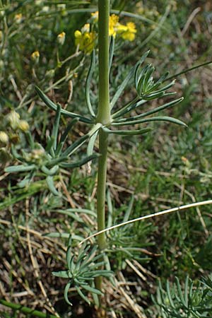 Galium glaucum \ Blaugrnes Labkraut / Glaucous Bedstraw, Waxy Bedstraw, A Hainburg 14.5.2022