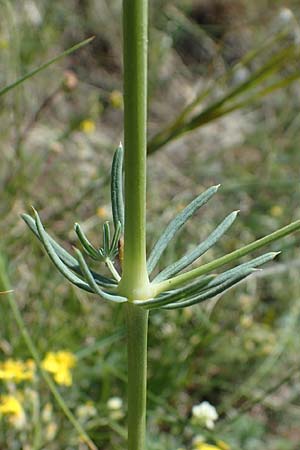 Galium glaucum \ Blaugrnes Labkraut / Glaucous Bedstraw, Waxy Bedstraw, A Hainburg 14.5.2022