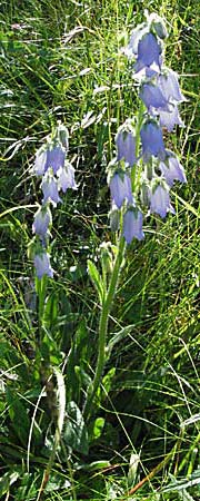 Campanula barbata \ Brtige Glockenblume, Bart-Glockenblume / Bearded Bellflower, A Turrach 22.7.2007