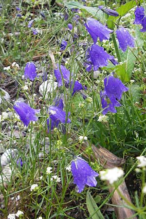 Campanula rotundifolia \ Rundblttrige Glockenblume, A Lechtal, Forchach 23.6.2011