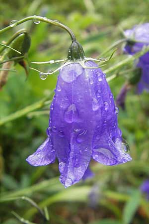 Campanula rotundifolia \ Rundblttrige Glockenblume / Harebell, A Lechtal, Forchach 23.6.2011