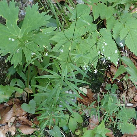 Galium laevigatum \ Glattes Labkraut / Sleek Bedstraw, A Kärnten/Carinthia, Tscheppa - Schlucht / Gorge 20.8.2016