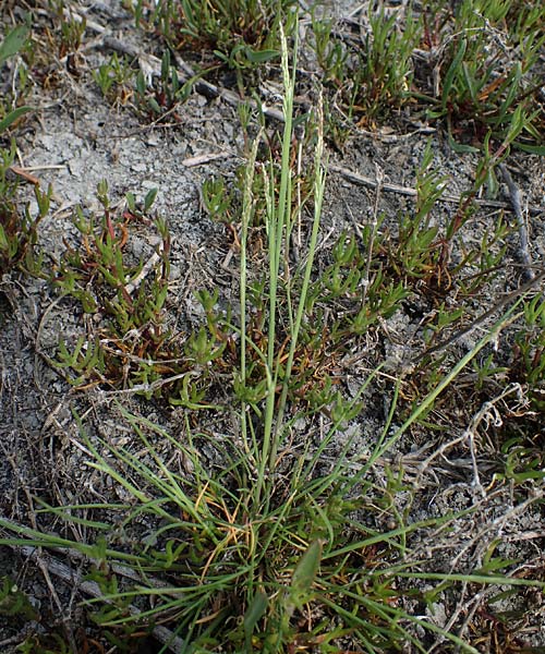 Puccinellia peisonis \ Zick-Salzschwaden, Neusiedlersee-Salzschwaden, A Seewinkel, Apetlon 9.5.2012