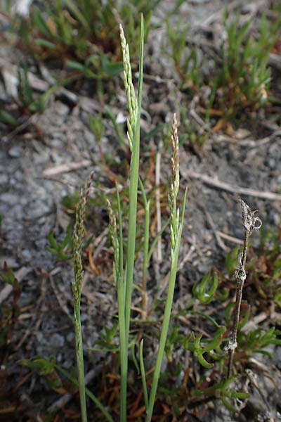Puccinellia peisonis / Lake Neusiedl Saltmarsh Grass, A Seewinkel, Apetlon 9.5.2012