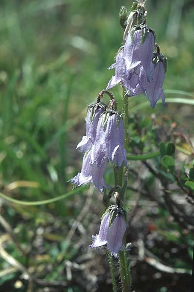 Campanula barbata \ Brtige Glockenblume, Bart-Glockenblume / Bearded Bellflower, A Ost-Tirol Sillian 1.8.2004