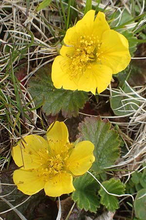 Geum montanum \ Berg-Nelkenwurz / Alpine Avens, A Kärnten/Carinthia, Koralpe 21.5.2016