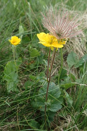 Geum montanum \ Berg-Nelkenwurz / Alpine Avens, A Trenchtling 3.7.2019