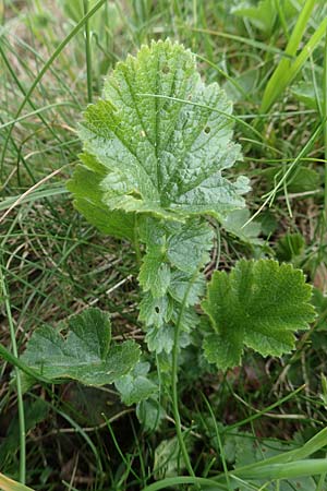 Geum montanum \ Berg-Nelkenwurz / Alpine Avens, A Trenchtling 3.7.2019