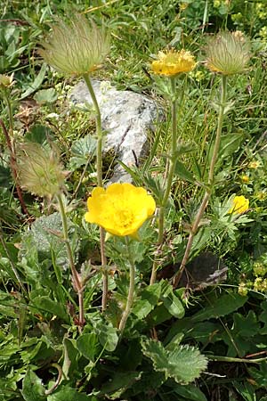 Geum montanum \ Berg-Nelkenwurz / Alpine Avens, A Rax 28.6.2020