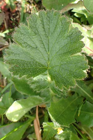 Geum montanum \ Berg-Nelkenwurz / Alpine Avens, A Rax 28.6.2020