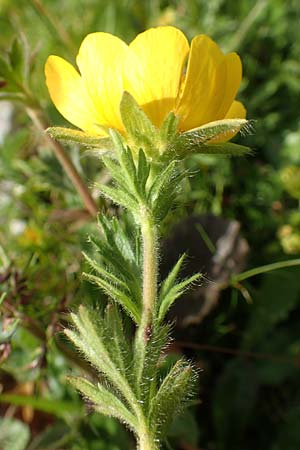 Geum montanum \ Berg-Nelkenwurz, A Rax 28.6.2020