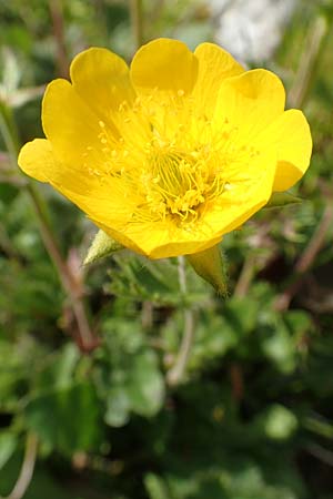 Geum montanum \ Berg-Nelkenwurz / Alpine Avens, A Rax 28.6.2020