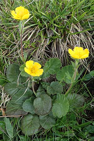 Geum montanum \ Berg-Nelkenwurz / Alpine Avens, A Wölzer Tauern, Kleiner Zinken 26.6.2021