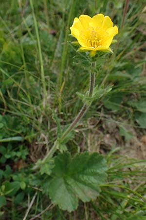 Geum montanum \ Berg-Nelkenwurz / Alpine Avens, A Seckauer Tauern, Rosenkogel 30.6.2021