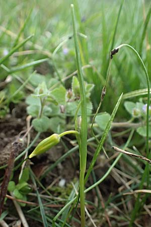 Gagea minima \ Kleiner Gelbstern / Small Star of Bethlehem, A Hainburg 7.3.2024