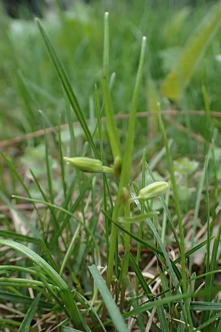 Gagea minima \ Kleiner Gelbstern / Small Star of Bethlehem, A Hainburg 7.3.2024