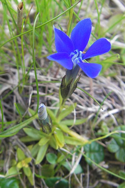 Gentiana pumila \ Niedlicher Enzian / Dwarf Gentian, A Kärnten/Carinthia, Petzen 2.7.2010