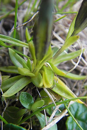 Gentiana pumila \ Niedlicher Enzian, A Trenchtling 3.7.2010