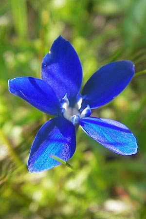 Gentiana pumila \ Niedlicher Enzian / Dwarf Gentian, A Kärnten/Carinthia, Petzen 2.7.2010