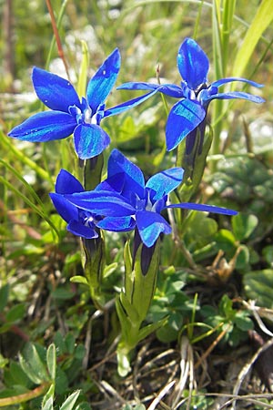 Gentiana nivalis \ Schnee-Enzian / Alpine Gentian, A Kärnten/Carinthia, Petzen 2.7.2010