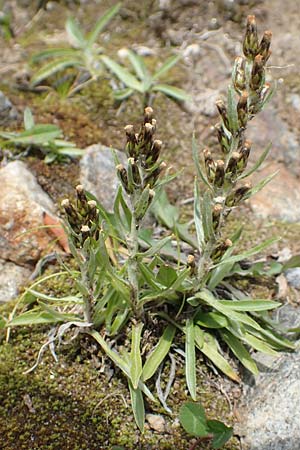 Gnaphalium norvegicum / Highland Cudweed, A Carinthia, Koralpe 9.8.2016