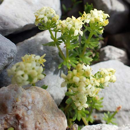 Galium megalospermum \ Schweizer Labkraut / Swiss Bedstraw, A Dachstein, Auretskar 7.7.2020