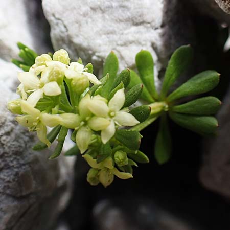 Galium megalospermum \ Schweizer Labkraut / Swiss Bedstraw, A Dachstein, Auretskar 7.7.2020