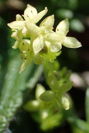 Galium noricum \ Norisches Labkraut / Norican Bedstraw, A Wölzer Tauern, Kleiner Zinken 24.7.2021