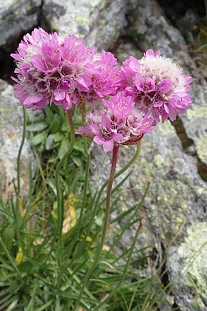 Armeria maritima subsp. alpina \ Alpen-Grasnelke / Alpine Thrift, A Wölzer Tauern, Hoher Zinken 24.7.2021