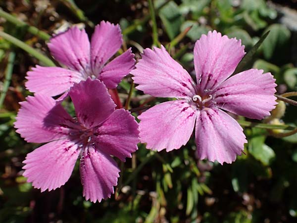 Dianthus glacialis \ Gletscher-Nelke, A Wölzer Tauern, Hohenwart 29.7.2021