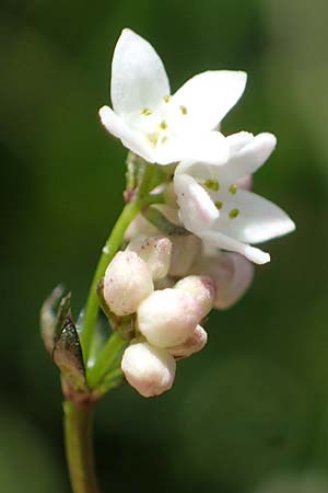 Galium noricum / Norican Bedstraw, A Carinthia, Koralpe 1.7.2022