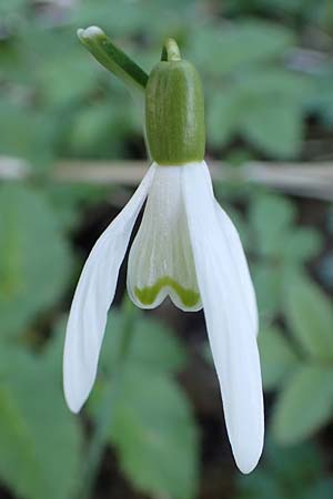 Galanthus nivalis \ Echtes Schneeglckchen / Snowdrop, A Krems 1.4.2023