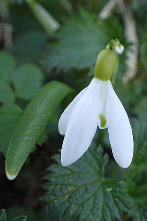 Galanthus nivalis \ Echtes Schneeglckchen / Snowdrop, A Krems 1.4.2023