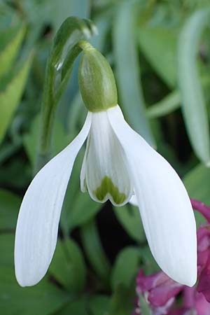 Galanthus nivalis \ Echtes Schneeglckchen / Snowdrop, A Krems 1.4.2023