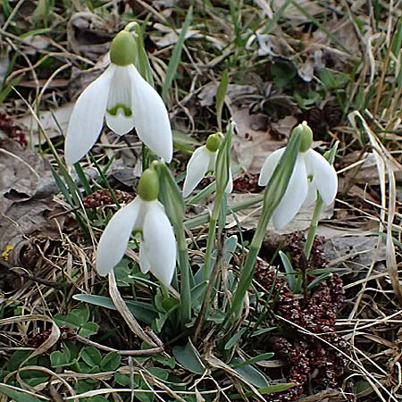 Galanthus nivalis \ Echtes Schneeglckchen / Snowdrop, A Pielach 5.3.2024