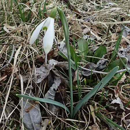 Galanthus nivalis \ Echtes Schneeglckchen / Snowdrop, A Pielach 5.3.2024