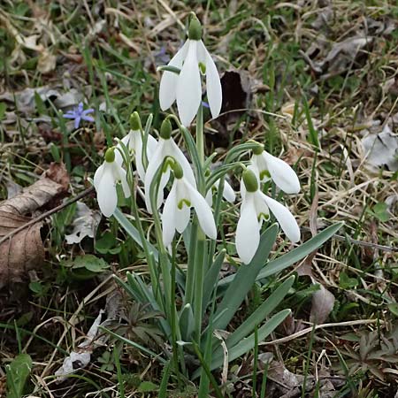 Galanthus nivalis / Snowdrop, A Pielach 5.3.2024