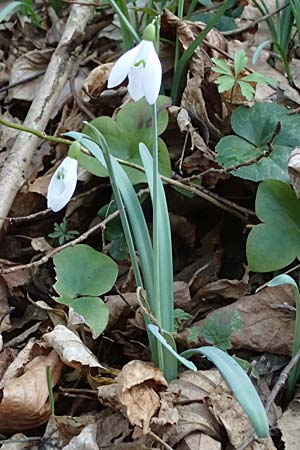 Galanthus nivalis \ Echtes Schneeglckchen / Snowdrop, A Weinviertel,  Kreuttal 6.3.2024