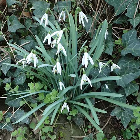 Galanthus nivalis \ Echtes Schneeglckchen / Snowdrop, A Wolfsthal 7.3.2024