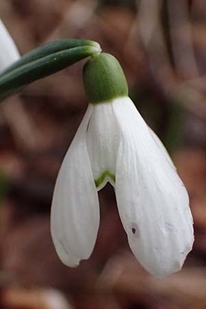 Galanthus nivalis \ Echtes Schneeglckchen / Snowdrop, A Murfeld-Lichendorf 8.3.2024