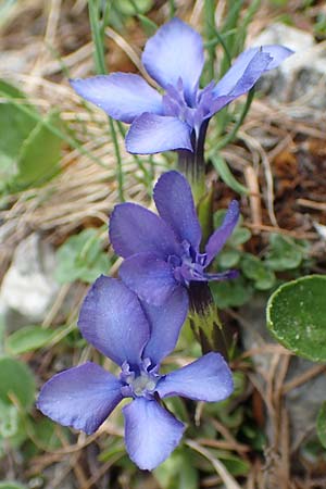 Gentiana orbicularis \ Rundblttriger Enzian / Round-Leaved Gentian, A Trenchtling 3.7.2019