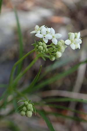 Galium pumilum \ Heide-Labkraut, Zierliches Labkraut / Slender Bedstraw, A Kärnten/Carinthia, St. Paul im Lavanttal 16.5.2016