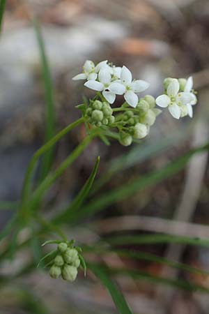 Galium pumilum \ Heide-Labkraut, Zierliches Labkraut, A Kärnten, St. Paul im Lavanttal 16.5.2016