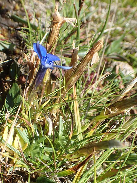 Gentiana pumila \ Niedlicher Enzian / Dwarf Gentian, A Kärnten/Carinthia, Petzen 8.8.2016