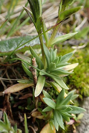 Gentiana pumila \ Niedlicher Enzian / Dwarf Gentian, A Rax 28.6.2020