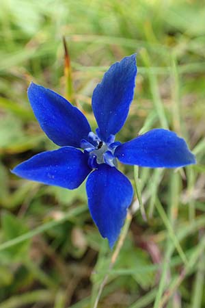 Gentiana pumila \ Niedlicher Enzian / Dwarf Gentian, A Rax 28.6.2020